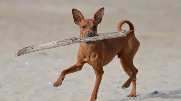 Austrian Shorthaired Pinscher Dog photo
