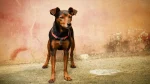 Austrian Shorthaired Pinscher Dog photo