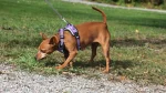 Austrian Shorthaired Pinscher Dog photo