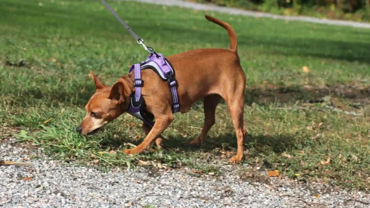Austrian Shorthaired Pinscher Dog photo