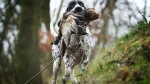 Auvergne Pointing Dog Dog photo