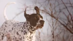 Auvergne Pointing Dog Dog photo