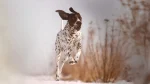 Auvergne Pointing Dog Dog photo