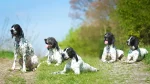 Auvergne Pointing Dog Dog photo