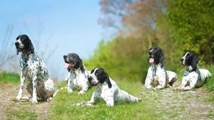 Auvergne Pointing Dog Dog photo