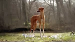 Azawakh Dog photo