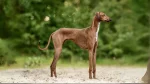 Azawakh Dog photo