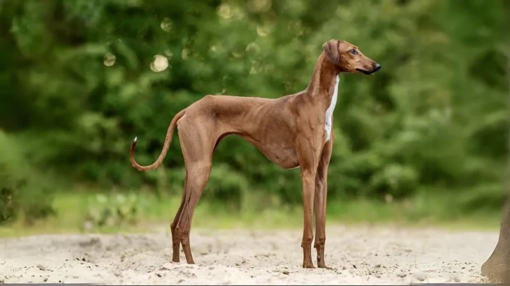 Azawakh Dog photo