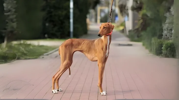 Azawakh Dog photo