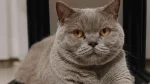 Azul Cubano Cat photo