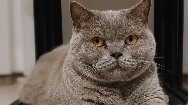 Azul Cubano Cat photo