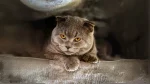 Azul Cubano Cat photo