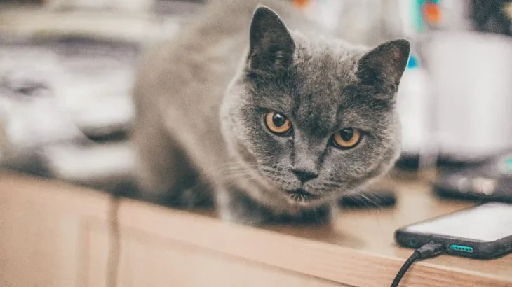 Azul Cubano Cat photo