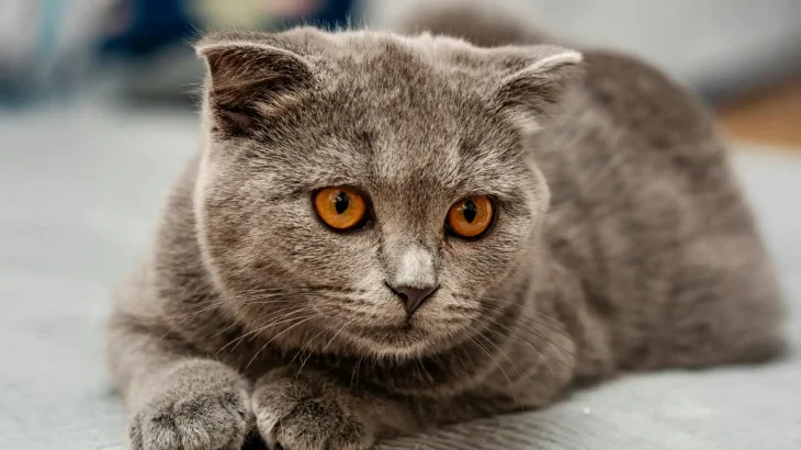 Azul Cubano Cat photo
