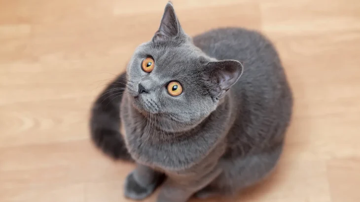 Azul Cubano Cat photo