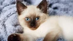 Balinese Cat photo