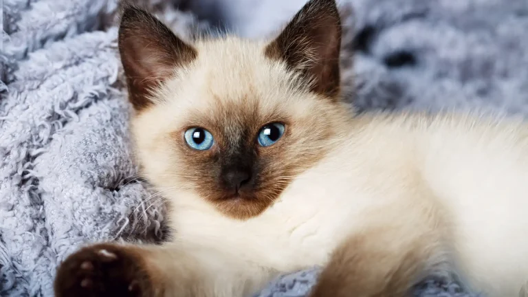 Balinese Cat photo