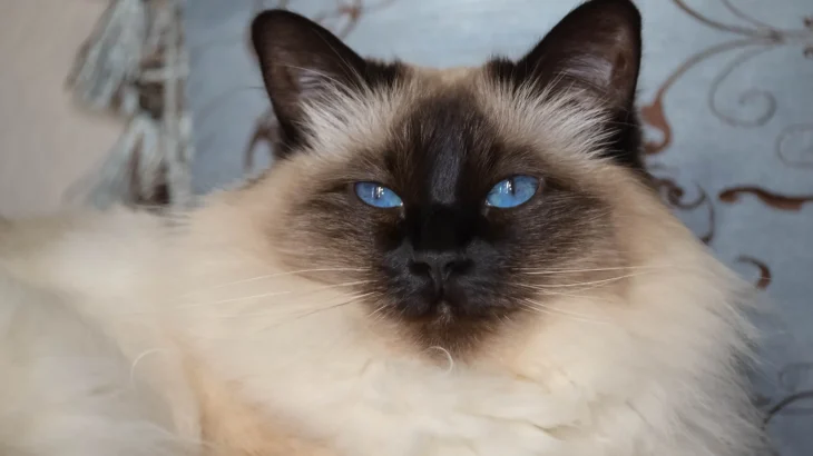 Balinese Cat photo
