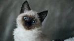 Balinese Cat photo