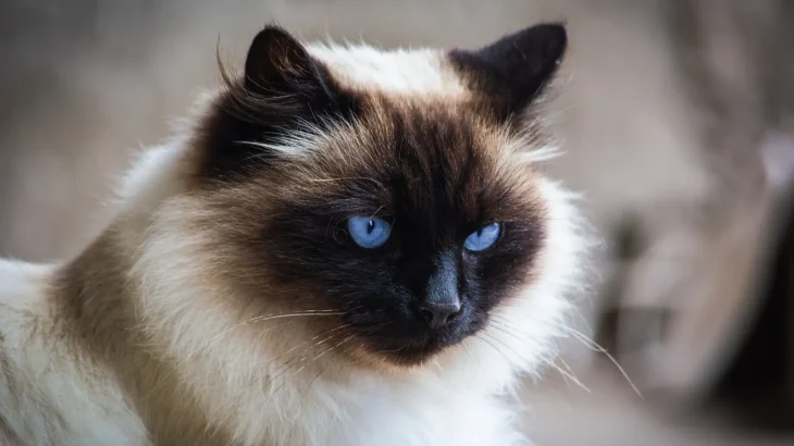 Balinese Cat photo