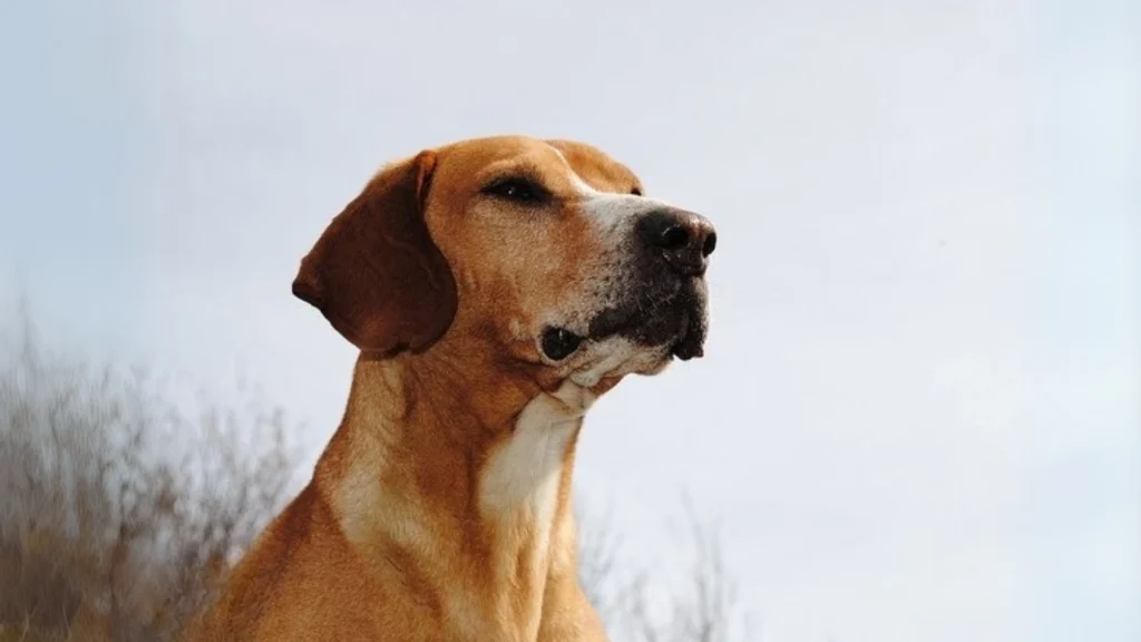 Balkan Scenthound Dog photo
