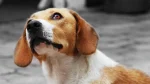 Balkan Scenthound Dog photo