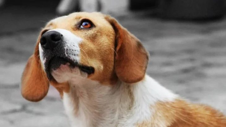 Balkan Scenthound Dog photo