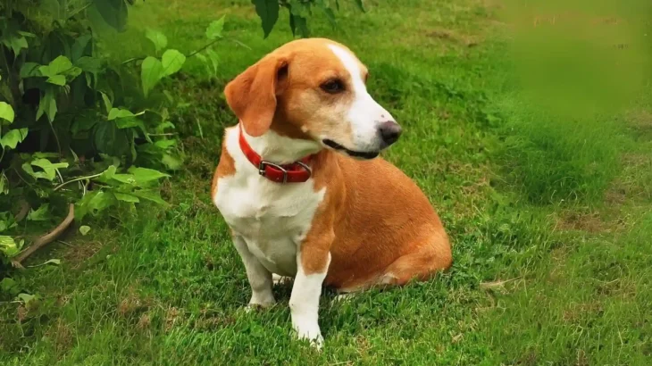 Balkan Scenthound Dog photo
