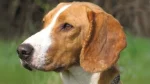 Balkan Scenthound Dog photo
