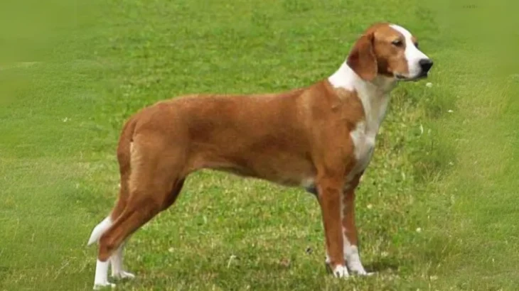 Balkan Scenthound Dog photo