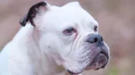 Bando Bull Dog photo