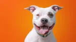 Bando Bull Dog photo