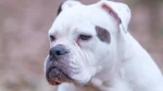 Bando Bull Dog photo