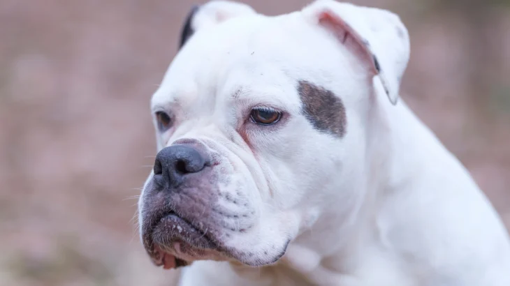Bando Bull Dog photo