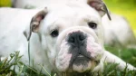 Bando Bull Dog photo