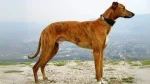 Banjara Greyhound Dog photo
