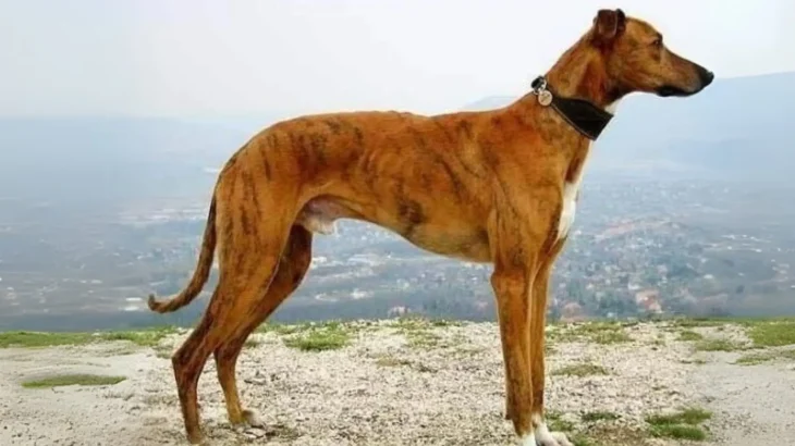 Banjara Greyhound Dog photo