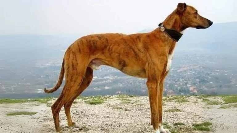 Banjara Greyhound Dog photo