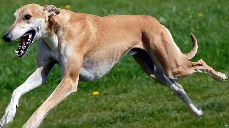 Banjara Greyhound Dog photo