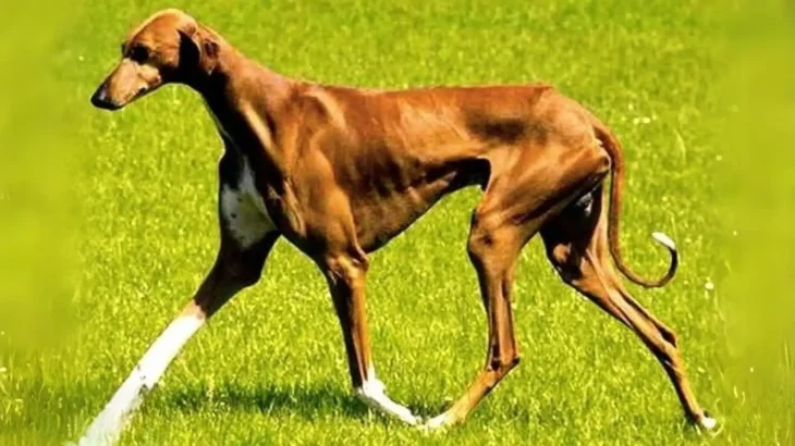 Banjara Greyhound Dog photo