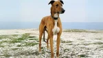 Banjara Greyhound Dog photo