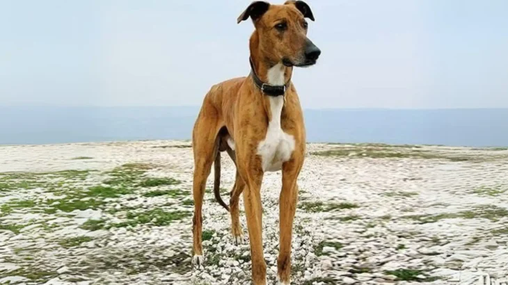 Banjara Greyhound Dog photo