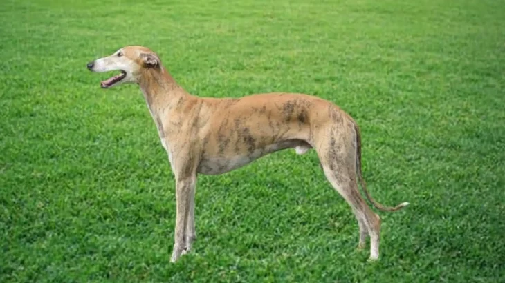 Banjara Greyhound Dog photo