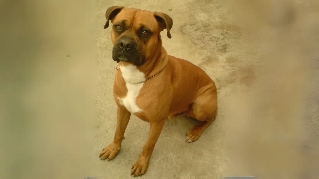 Banter Bulldogge Dog photo
