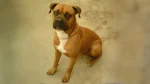 Banter Bulldogge Dog photo