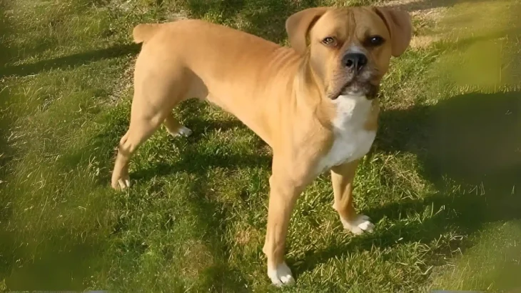 Banter Bulldogge Dog photo