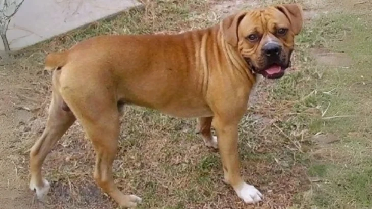 Banter Bulldogge Dog photo