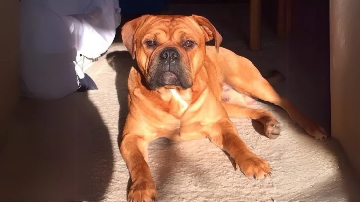Banter Bulldogge Dog photo