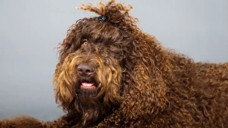 Barbet Dog photo