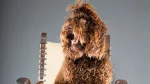 Barbet Dog photo